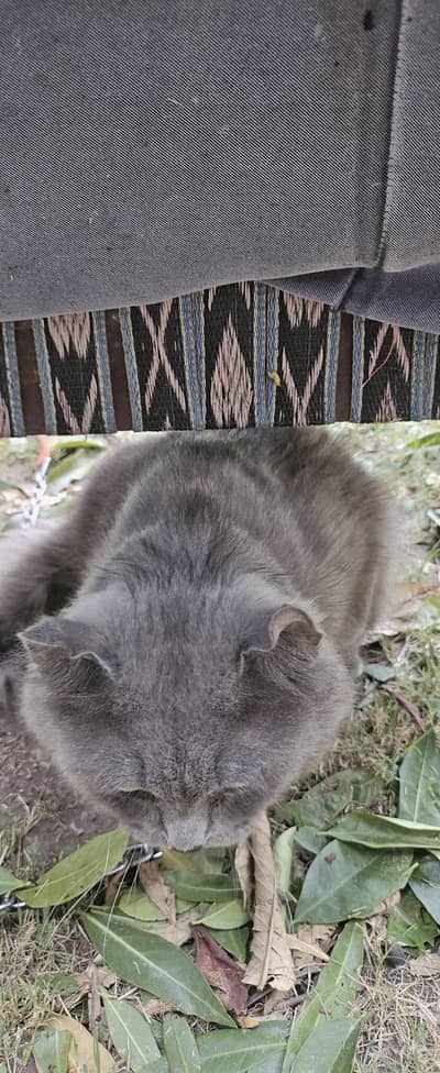 Scottish fold along with his wooden cage
