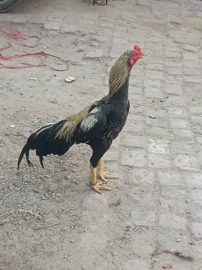 Aseel Jawa / Aseel MIanwali / Aseel hens / Aseel Lasani for sale