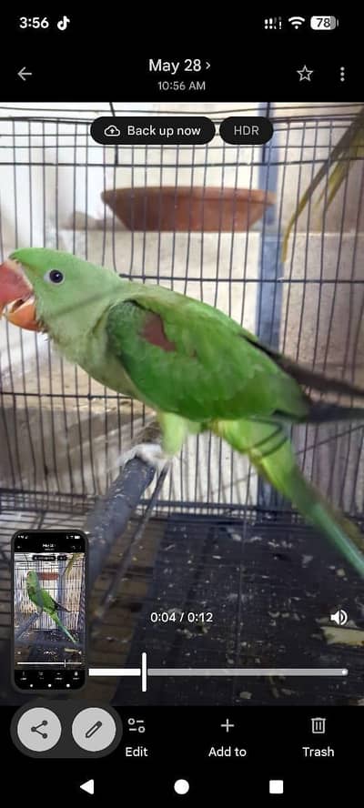 raw parrot for sale