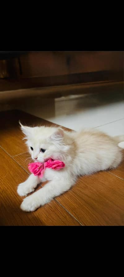 I want to sale My Cat