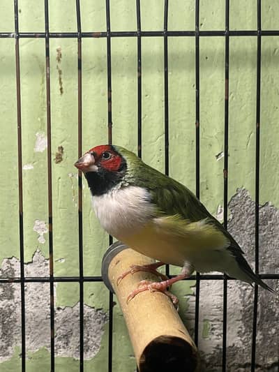 Gouldian Male Female sticks ports etc
