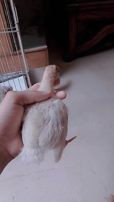 healthy and active chicks and male