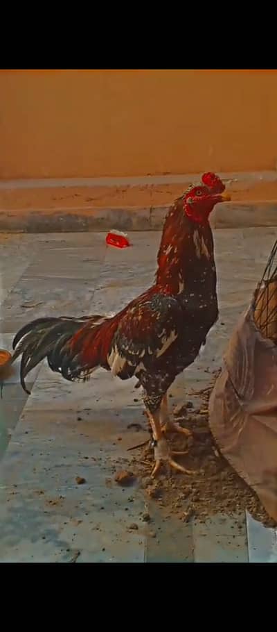 China breed a scene pure breeder murga