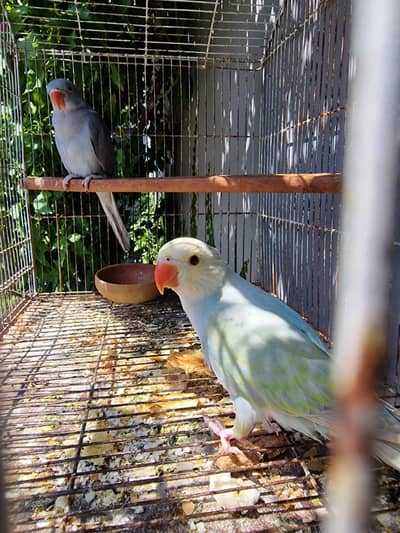 Motional kata pair,Tame pair.