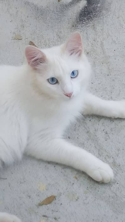 Persian Female kitten