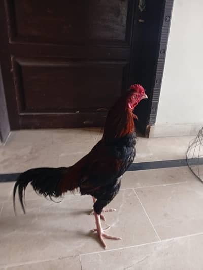 Pure Mianwali aseel set for sale