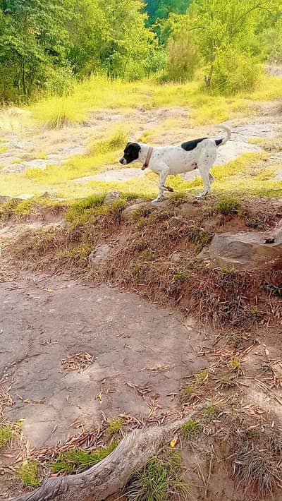 female dog