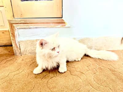 Persian cat triple coated odd eyes
