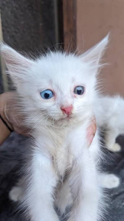 Kittens for sale perisan ( Each 7k]