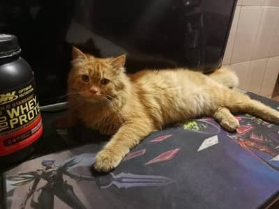 Triple-Coat Golden Persian Male Cat