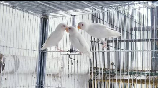 ALBINO REDEYES PATHAY
