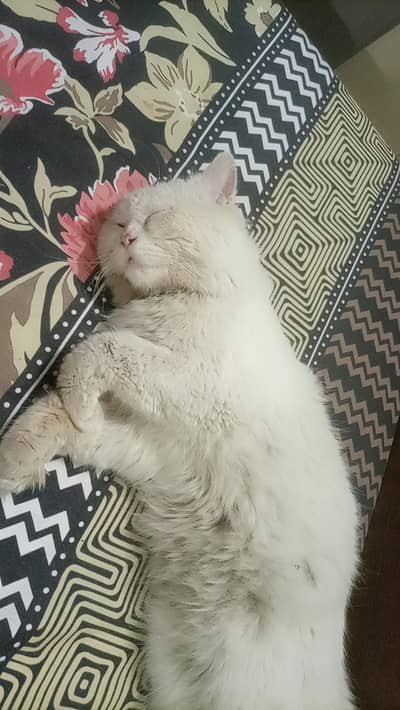 for adoption