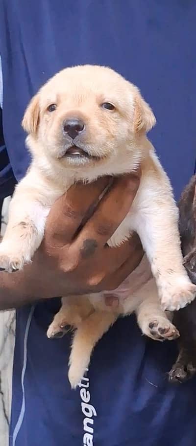 show quality Labrador puppy champion bloodline