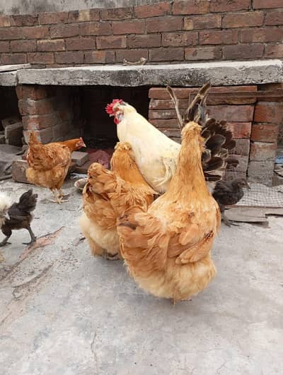 3 Female 1 Male