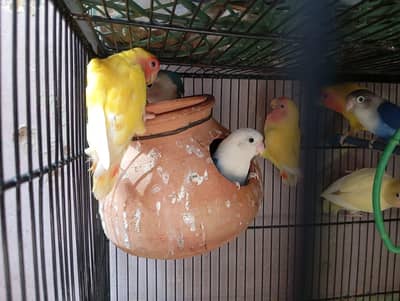 lotino