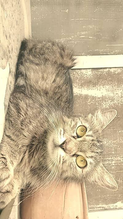Beautiful Cat Family for Sale