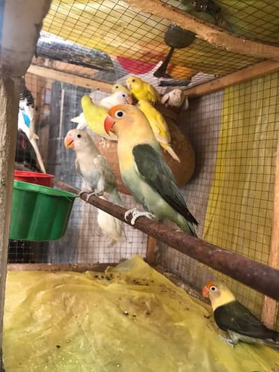 Love birds and budgies for sale or exchange