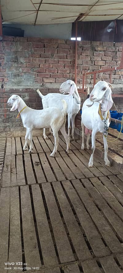 2 Rajan puri female goat with baby