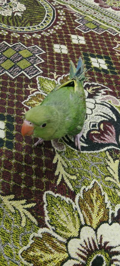 good parrot
