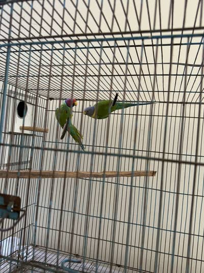 Plum headed parrots