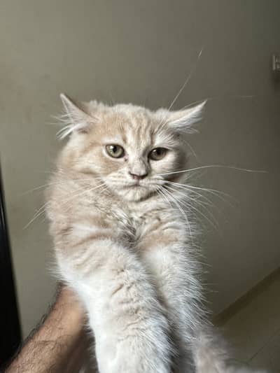 Persian Kitten