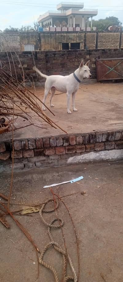 Gultair puppy Looking new home