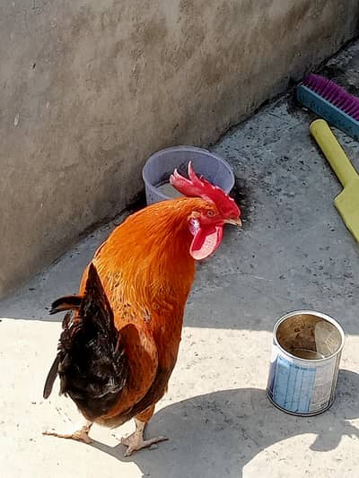 Desi murga