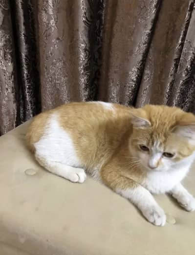 Cat for Adoption Urgent