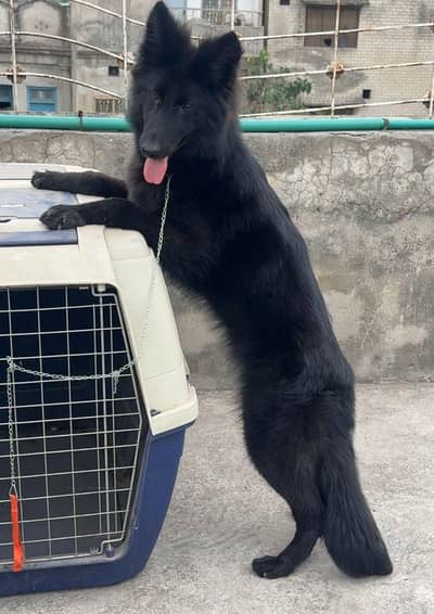 gsd female for sale