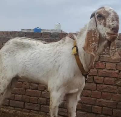 Breeder goat