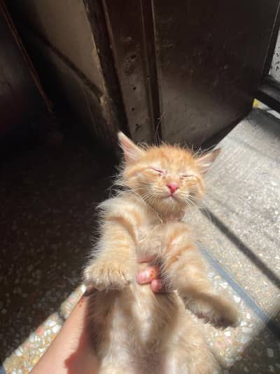 kitten for sell