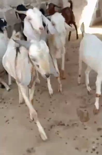 Bachra | Bachia | Bull | Bakra | Bakrii | Qurbani | Pada | Cow 4 Sale