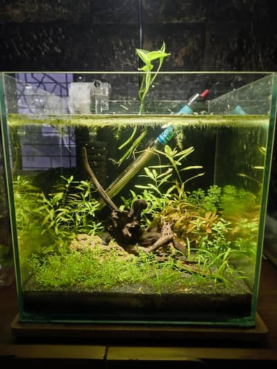 Red cherry shrimp plus planted tank 12x12x12