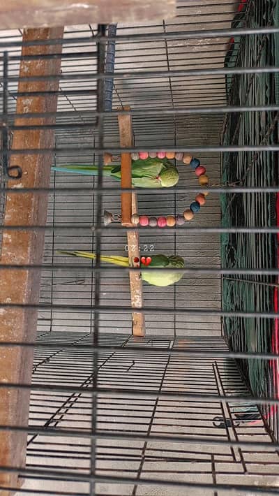 breader pair