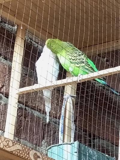 Budgie Pair, female red eyes and male black eye