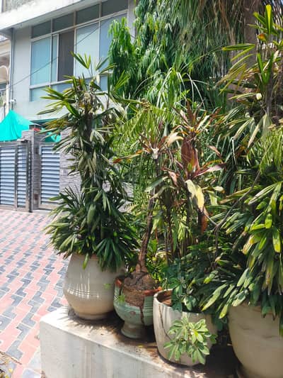 Plants for sale, Islamabad