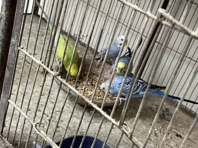 4 male for sale adult male hain or active hain urgent sale