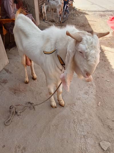 gulabi bakra for sell