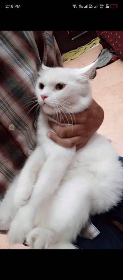 Persian Snow-white Cat - (with orange kitten)