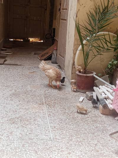Assel mianwali female with 8 chicks 2 month olds