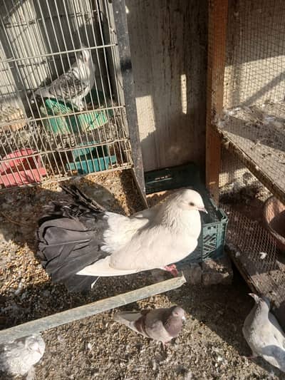 Fancy Pigeon for Sale