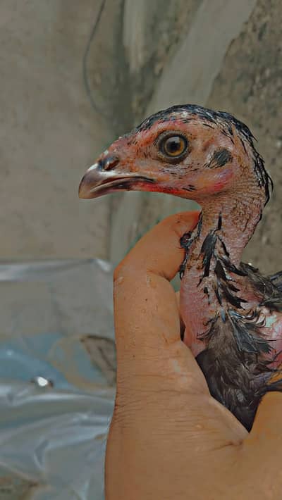 pure burmi pakoy chicks available