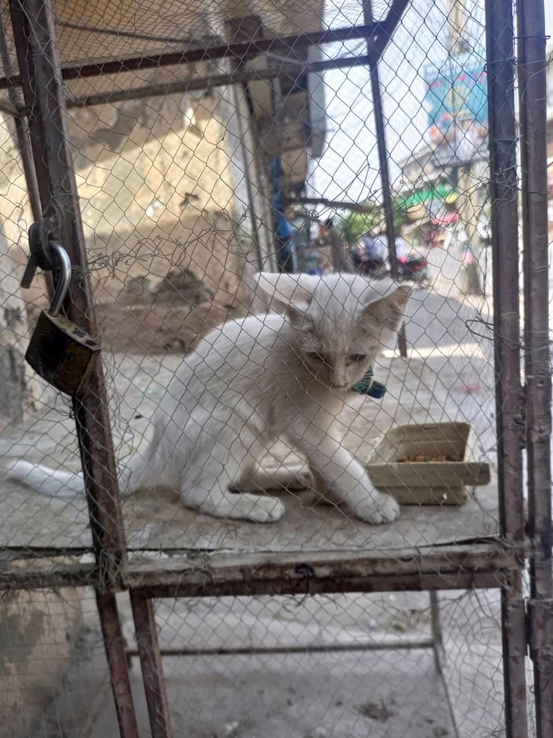 persian 4