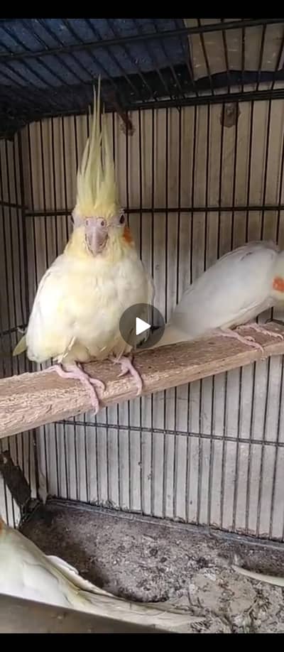 Cockatiel Cream