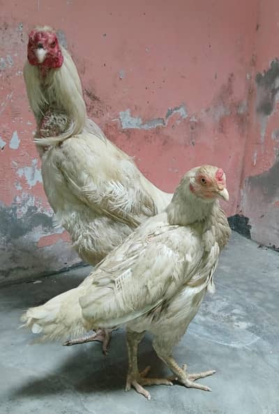 Aseel Pair