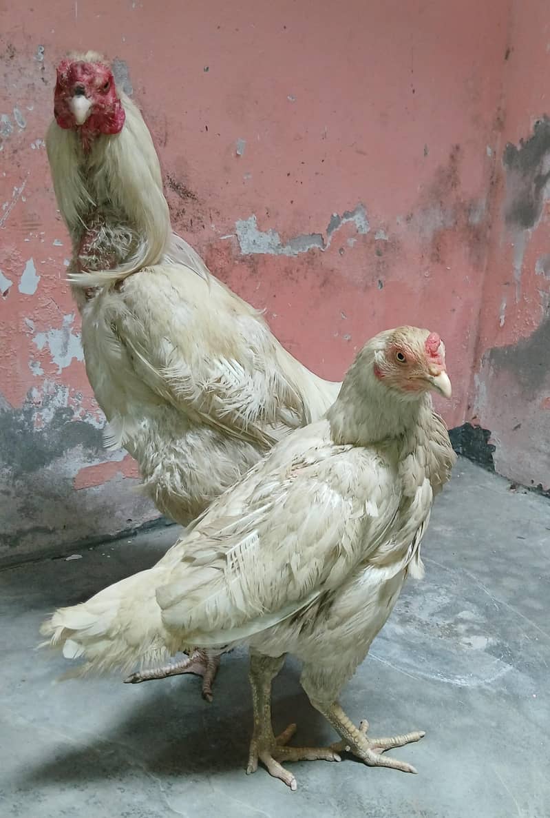 Aseel Pair 0