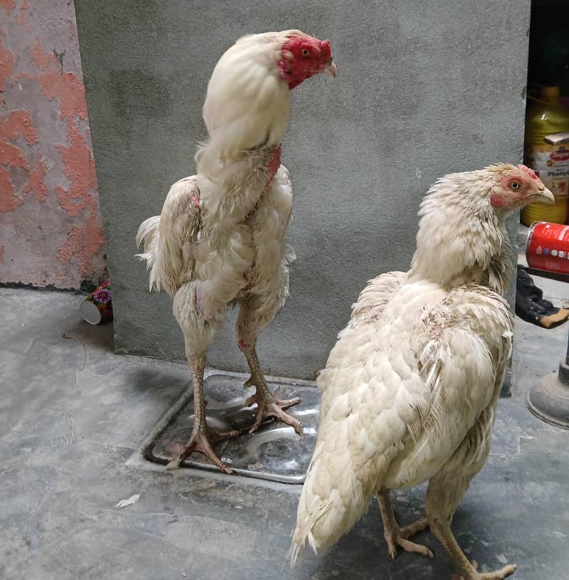 Aseel Pair 4