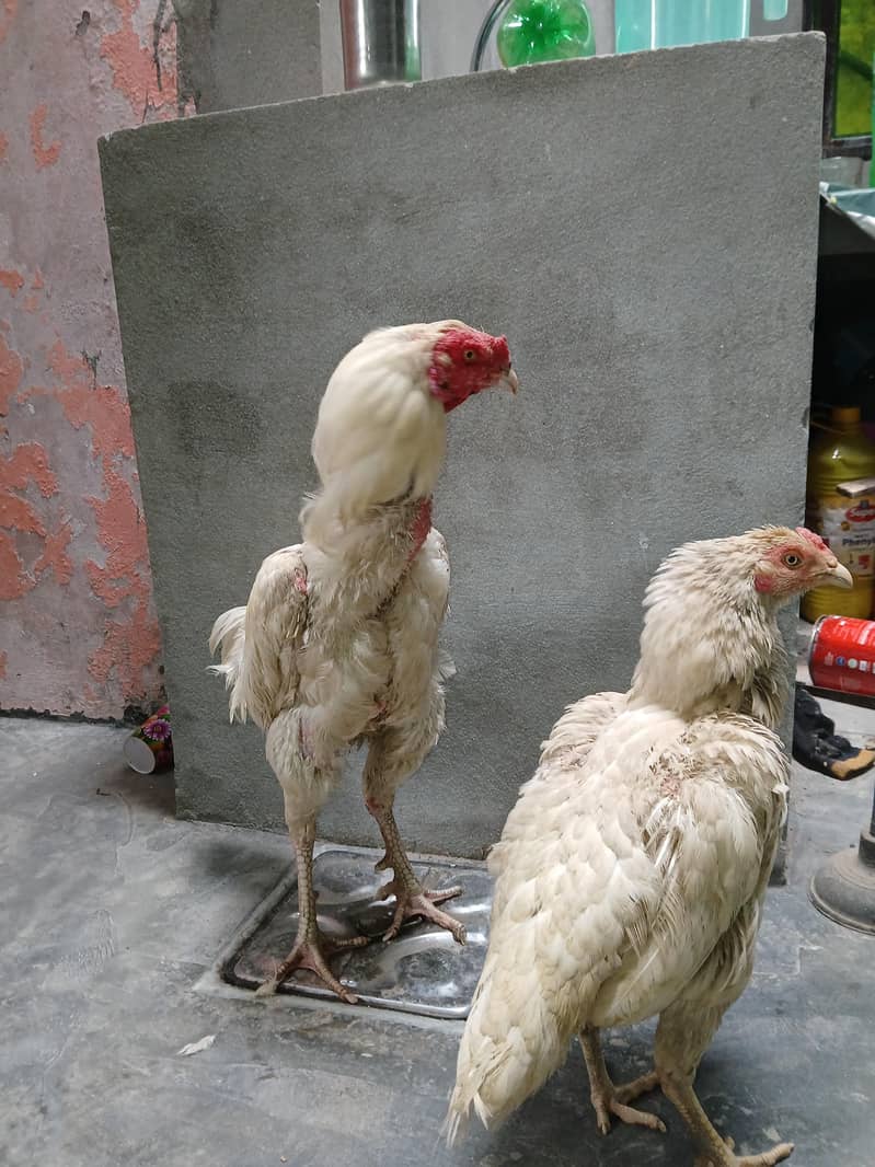 Aseel Pair 5