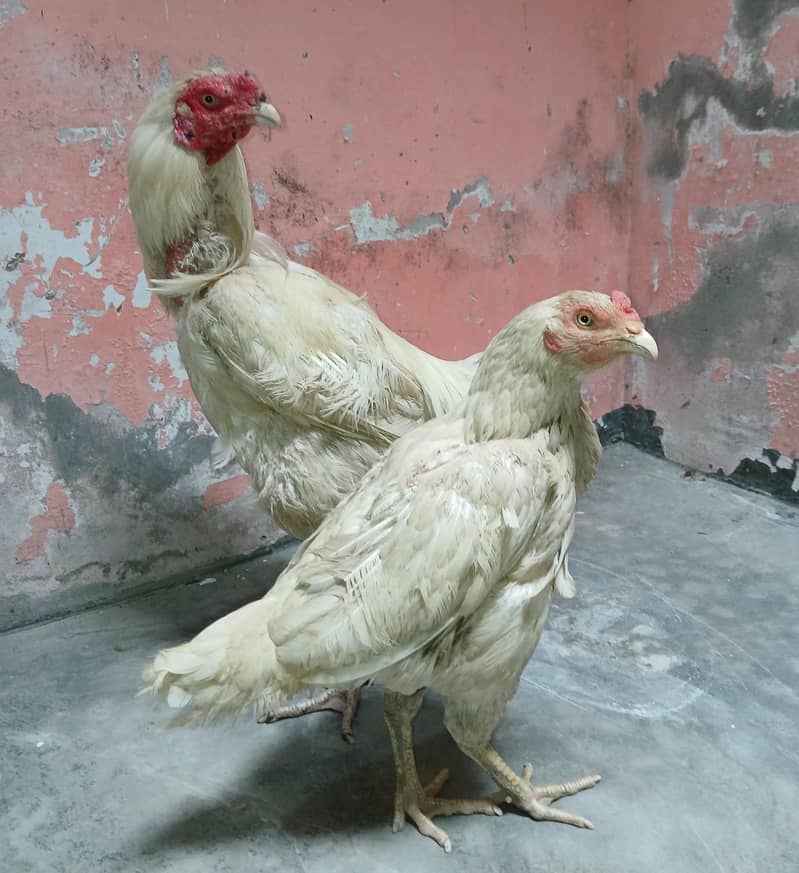 Aseel Pair 6
