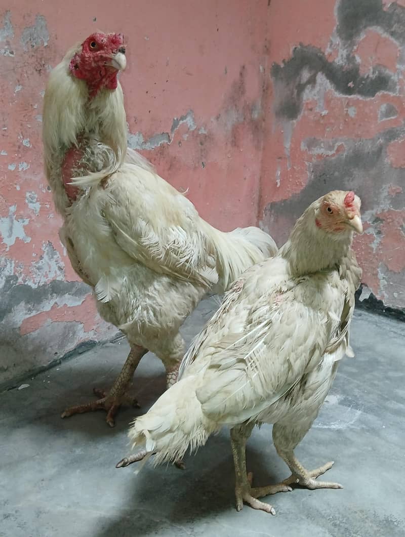 Aseel Pair 7